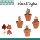 Hippeastrum COLIBRI MIX