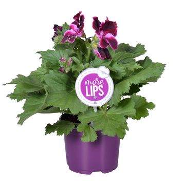 Pelargonium 'Denise'