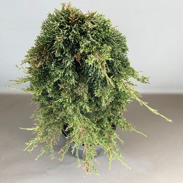 Juniperus horizontalis ICEE BLUE