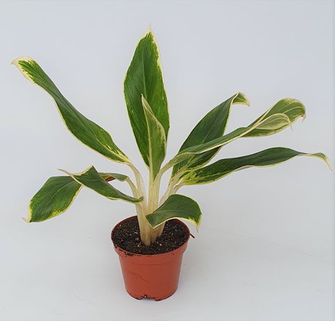 Aglaonema 'White Lime'