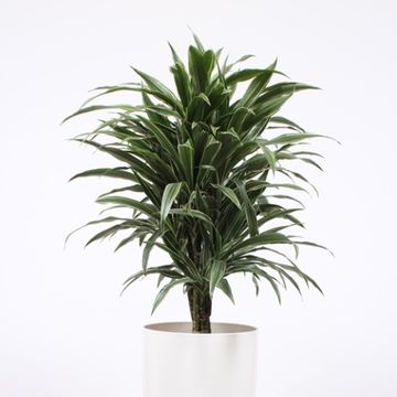 Dracaena fragrans 'Warneckei'