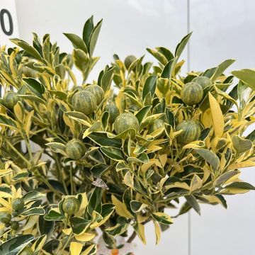 x Citrofortunella microcarpa