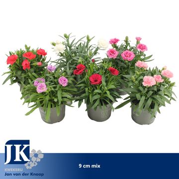 Dianthus MIX