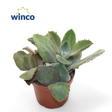 Kalanchoe beharensis