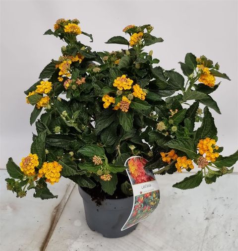 Lantana 'Silves Compact'