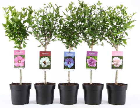 Hibiscus syriacus MIX