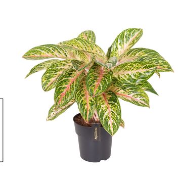 Aglaonema 'Coco Melon'
