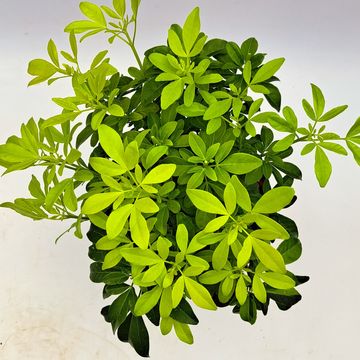 Choisya ternata SUNDANCE