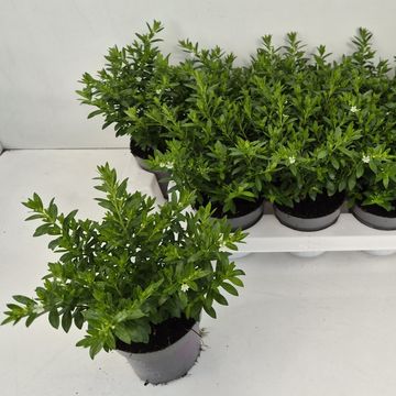 Cuphea hyssopifolia 'Cupid White'
