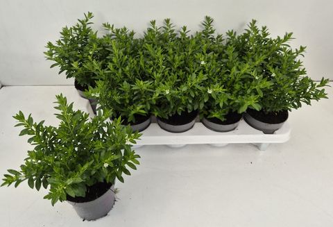 Cuphea hyssopifolia 'Cupid White'