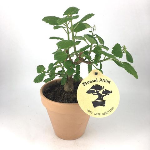 Plectranthus ernstii