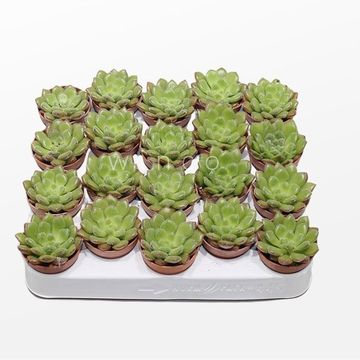 Echeveria 'Carol'