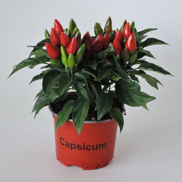 Capsicum annuum SALSA MIX