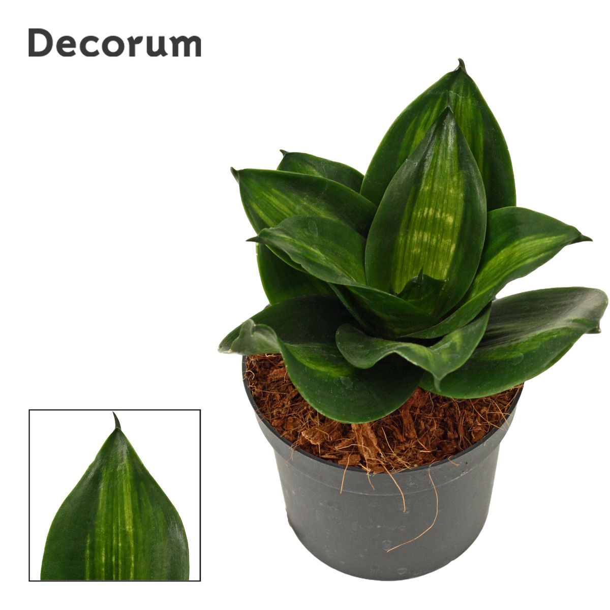 Sansevieria trifasciata 'Hahnii Jade'  Plant Wholesale FlorAccess