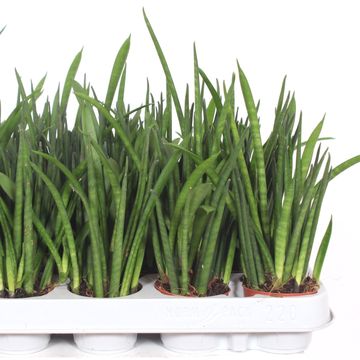 Sansevieria bacularis