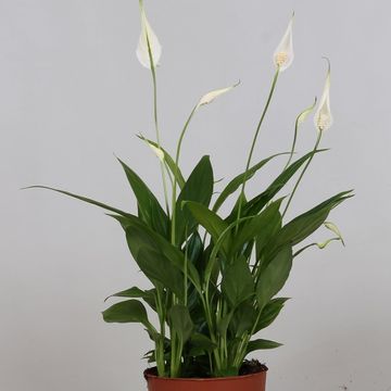 Spathiphyllum 'Korto'