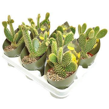 Opuntia microdasys