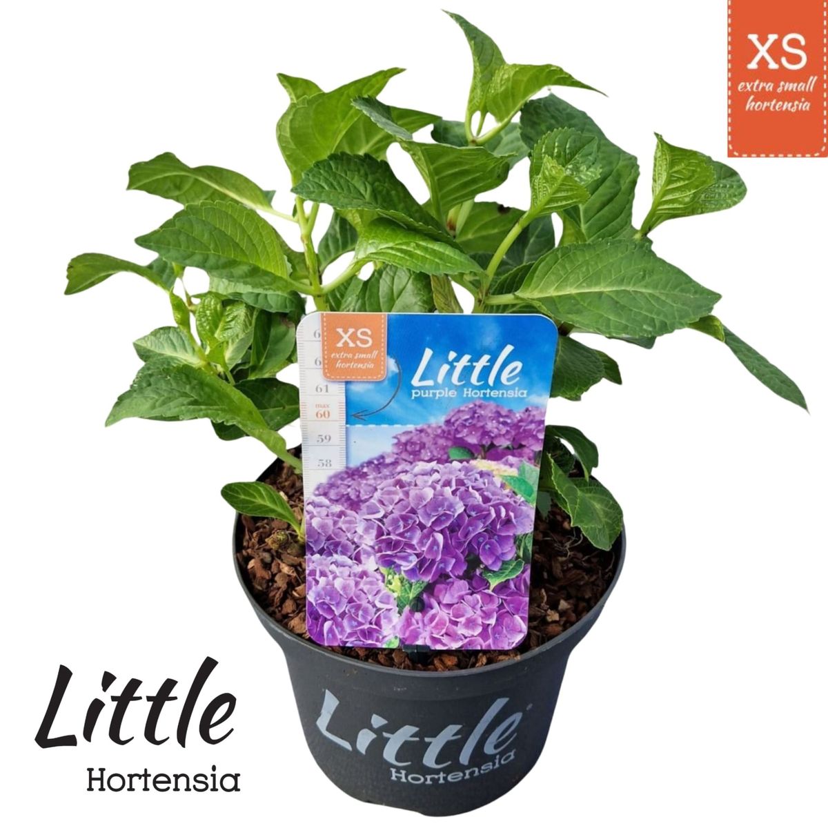 Гидрангея крупнолистная 'Little Purple' — Растения Оптовая FlorAccess