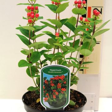 Hypericum MIRACLE ATTRACTION