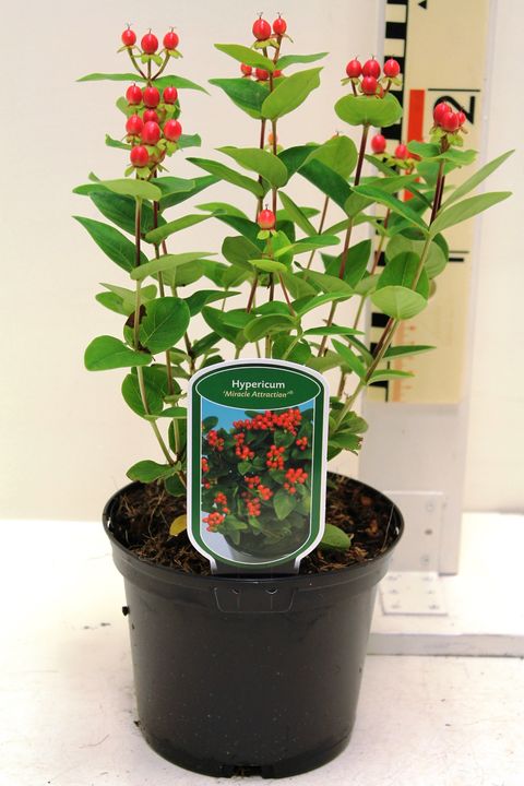 Hypericum MIRACLE ATTRACTION