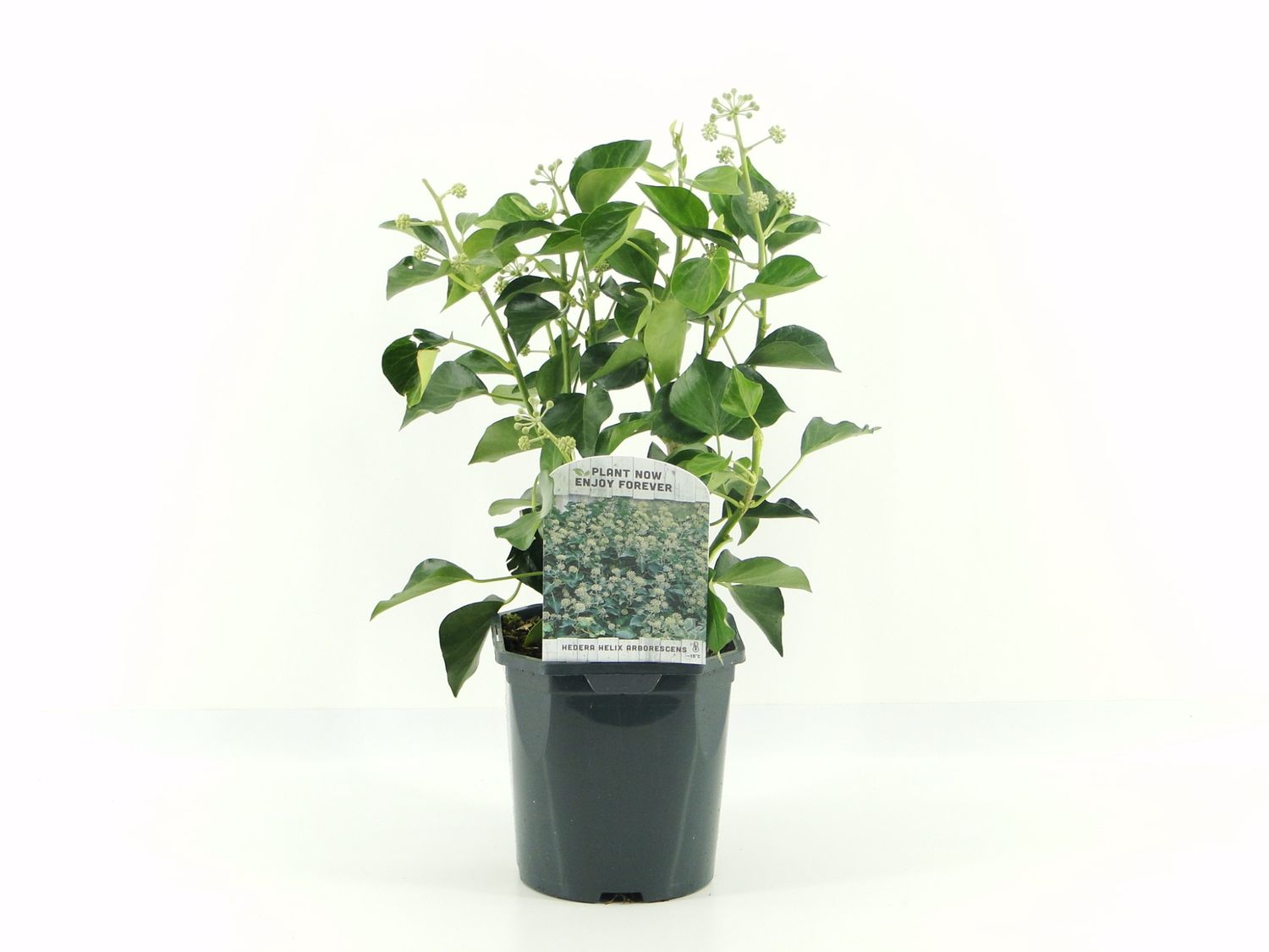 Hedera helix 'Arborescens' — Рослини оптом FlorAccess