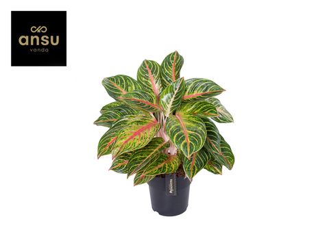 Aglaonema 'Eyecatcher Red'