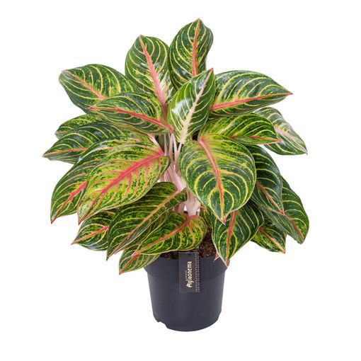 Aglaonema 'Eyecatcher Red'