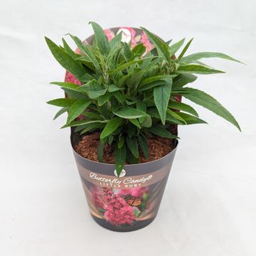 Buddleja davidii BUTTERFLY CANDY LITTLE RUBY