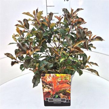 Фотиния x fraseri МЕДЖИКАЛ ВОЛКАНО