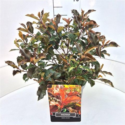 Фотиния x fraseri МЕДЖИКАЛ ВОЛКАНО