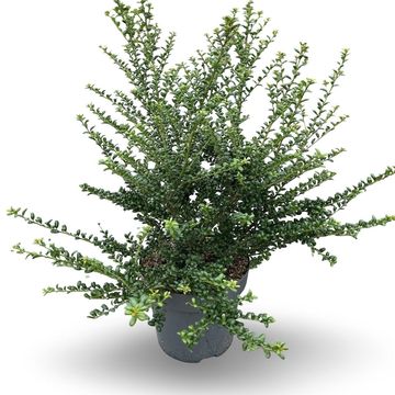 Ilex crenata 'Convexa'