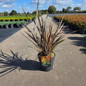 Phormium 'Flamingo'
