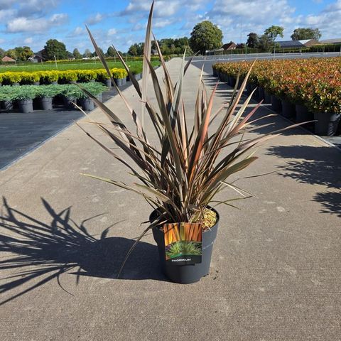 Phormium 'Flamingo'