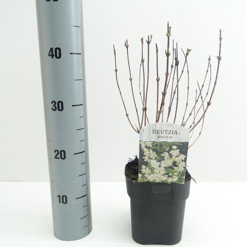 Deutzia gracilis (Hooftman boomkwekerij)