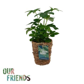 Schefflera arboricola