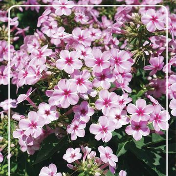 Phlox EARLY PINK CANDY