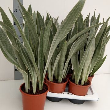 Sansevieria metallica
