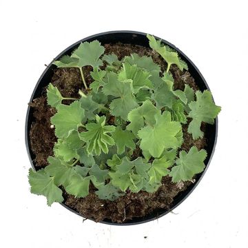Alchemilla mollis
