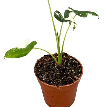 Alocasia macrorrhizos 'Variegata'