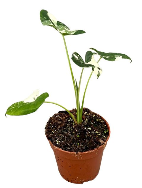 Alocasia macrorrhizos 'Variegata'