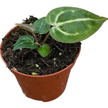 Anthurium 'Red Crystallinum'