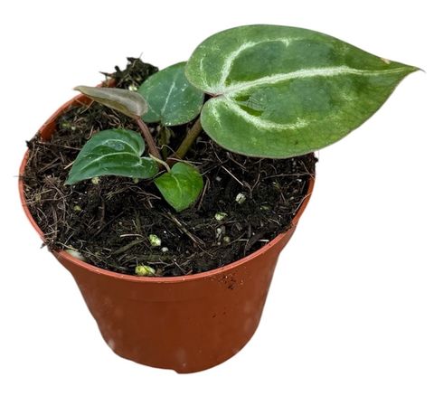Anthurium 'Red Crystallinum'