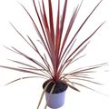 Cordyline australis