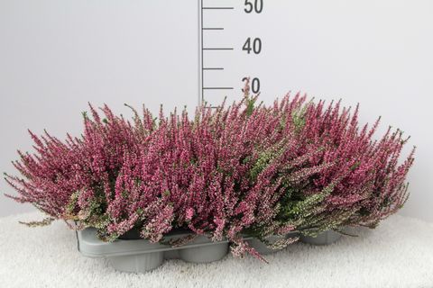 Calluna vulgaris Beauty Lady red