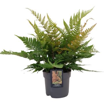 Dryopteris erythrosora prolifica
