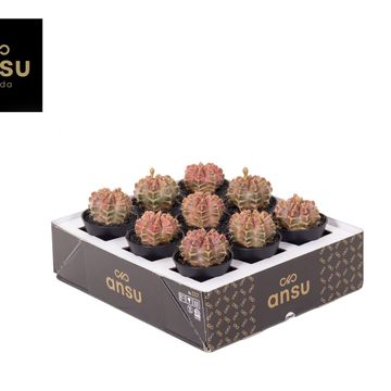 Gymnocalycium mihanovichii 'Purple Nebula'