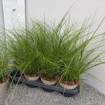 Carex brunnea 'Racing Green'