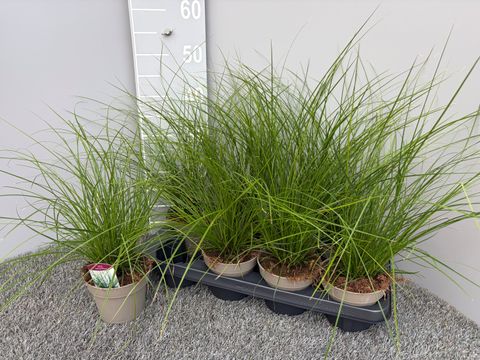 Carex brunnea 'Racing Green'