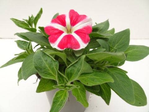 Petunia AMORE QUEEN OF HEARTS