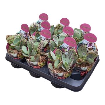 Kalanchoe marmorata